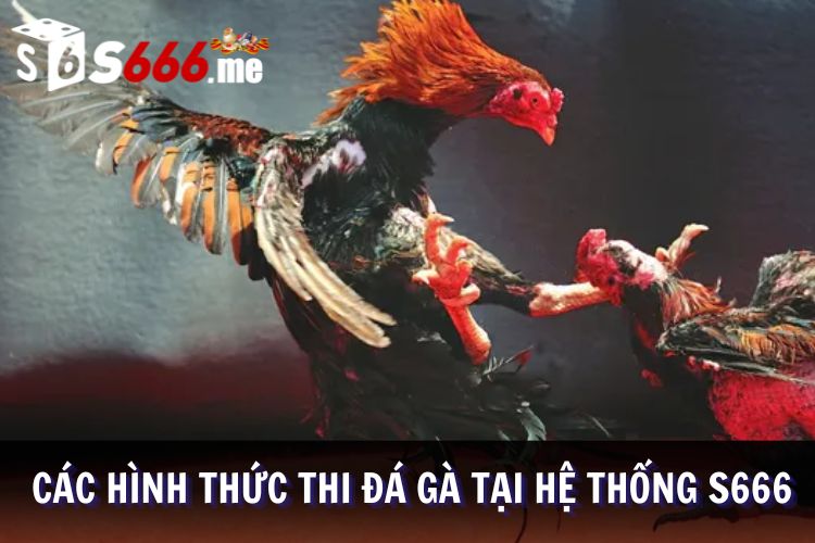 Các hình thức đấu chiến kê phổ biến tại S666