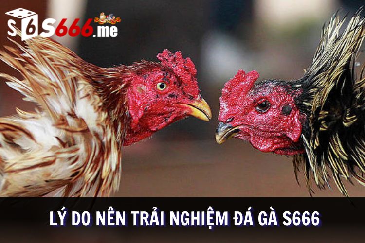 Ưu điểm của chuyên mục đá gà tại S666